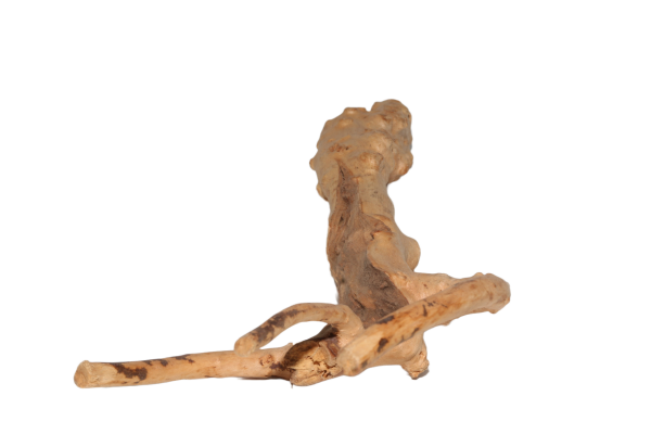 Moorkien Fingerwurzel - "Crawler" 24x10x3 cm (LxBxH)