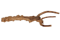 Moorkien Fingerwurzel - "Crawler" 24x10x3 cm (LxBxH)