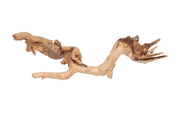 Moorkien Fingerwurzel - "Seahorse Shrimp" 19x6x4  (LxBxH)