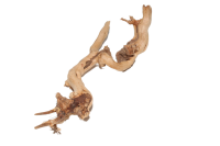 Moorkien Fingerwurzel - "Seahorse Shrimp" 19x6x4  (LxBxH)