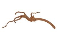 Moorkien Fingerwurzel - "Shrimp Grapmaster"  31x13x8 (LxBxH)