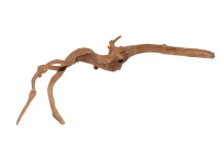 Moorkien Fingerwurzel - "Shrimp Grapmaster"  31x13x8 (LxBxH)