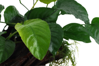 Anubias barteri sp. var. caladiifolia auf großer Mangroven Wurzel XL
