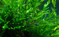 Kongowasserfarn Bolbitis heudelotii auf Wurzel