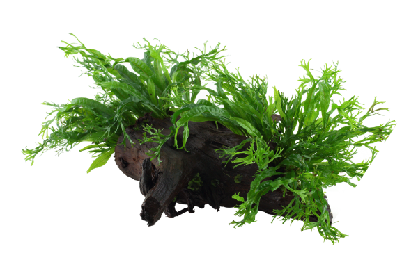 Microsorum pteropus Windeløv auf großer Mangroven Wurzel XL