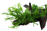 Microsorum pteropus Windeløv auf großer Mangroven Wurzel XL