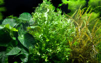 Microsorum pteropus Windeløv auf großer Mangroven Wurzel XL