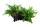 Microsorum pteropus Windeløv auf großer Mangroven Wurzel XL