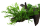 Microsorum pteropus Windeløv auf großer Mangroven Wurzel XL