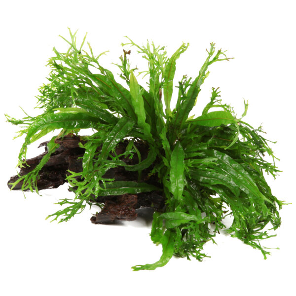 Microsorum pteropus Windeløv auf Wurzel
