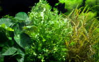Microsorum pteropus Windeløv auf Wurzel