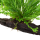 Microsorum pteropus Windeløv auf Wurzel