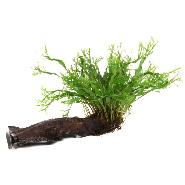 Microsorum pteropus Windeløv auf Wurzel mit Sauger