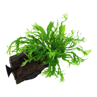 Microsorum pteropus Windeløv auf Wurzel mit Sauger