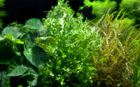 Microsorum pteropus Windeløv auf Wurzel mit Sauger