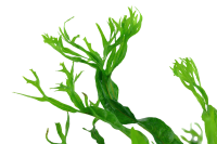 Microsorum pteropus Windeløv auf Wurzel mit Sauger