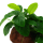 Anubias barteri var. nana auf Lavastein