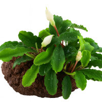 Bucephalandra pygmaea Wavy Green auf Lavastein