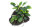 Bucephalandra pygmaea "Wavy Green" auf Lavastein