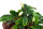 Bucephalandra pygmaea "Wavy Green" auf Lavastein