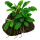 Bucephalandra pygmaea Wavy Green auf Lavastein