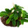 Bucephalandra pygmaea Wavy Green auf Lavastein
