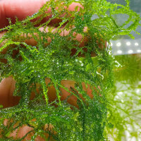 Taxiphyllum barbieri Bogor Moss auf Lavastein