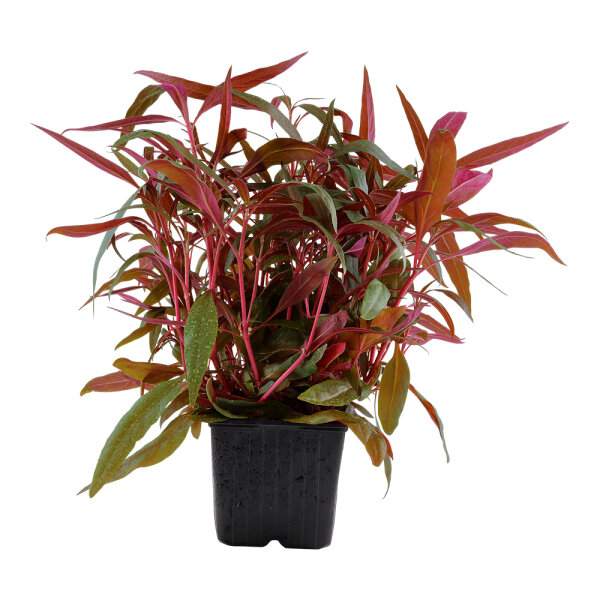 Alternanthera reineckii "Pink" - Mutterpflanze XL im 9 cm Topf