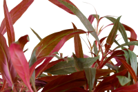 Alternanthera reineckii "Pink" - Mutterpflanze XL im 9 cm Topf