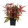 Alternanthera reineckii "Pink" - Mutterpflanze XL im 9 cm Topf