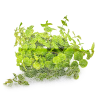 Phyllanthus fluitans 1-2-GROW!