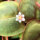 Phyllanthus fluitans 1-2-GROW!