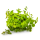 Phyllanthus fluitans 1-2-GROW!