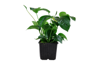 Anubias barteri var. caladiifolia - Mutterpflanze XL im 9...