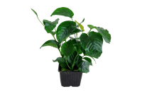Anubias barteri var. caladiifolia - Mutterpflanze XL im 9...