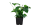 Anubias barteri var. caladiifolia - Mutterpflanze XL im 9 cm Topf