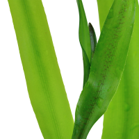Crinum thaianum - Mutterpflanze XL im 9 cm Topf