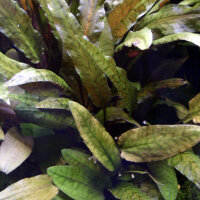 Cryptocoryne wendtii "Tropica" - Mutterpflanze...