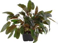 Cryptocoryne wendtii "Tropica" - Mutterpflanze...
