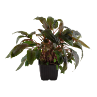 Cryptocoryne wendtii "Tropica" - Mutterpflanze XL im 9 cm Topf