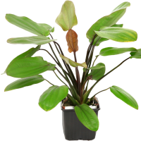 Echinodorus "Barthi" - Mutterpflanze XL im 9 cm...