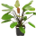Echinodorus "Barthi" - Mutterpflanze XL im 9 cm Topf