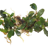 Bucephalandra Starglitz Clump