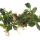 Bucephalandra Starglitz Clump