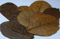 10 XXL Seemandelbaumblätter (catappa leaves)
