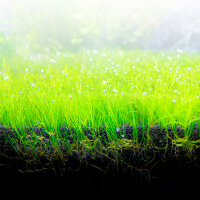 Fluval Bio-Stratum | 2 kg