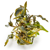 Cryptocoryne wendtii Mi Oya 1-2-GROW!