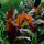 Cryptocoryne wendtii Mi Oya 1-2-GROW!