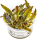 Cryptocoryne wendtii Mi Oya 1-2-GROW!