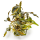 Cryptocoryne wendtii Mi Oya 1-2-GROW!